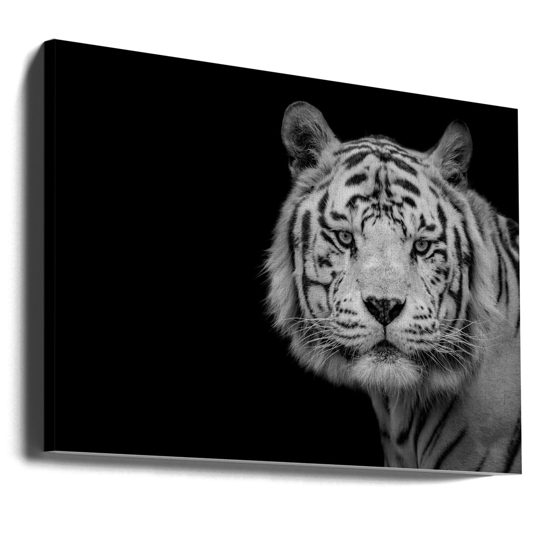 Bengal White Tiger by Nauzet Baez Photography | Black And White Tiger Portrait, Large Canvas Wall Art Print | Artsy Earth