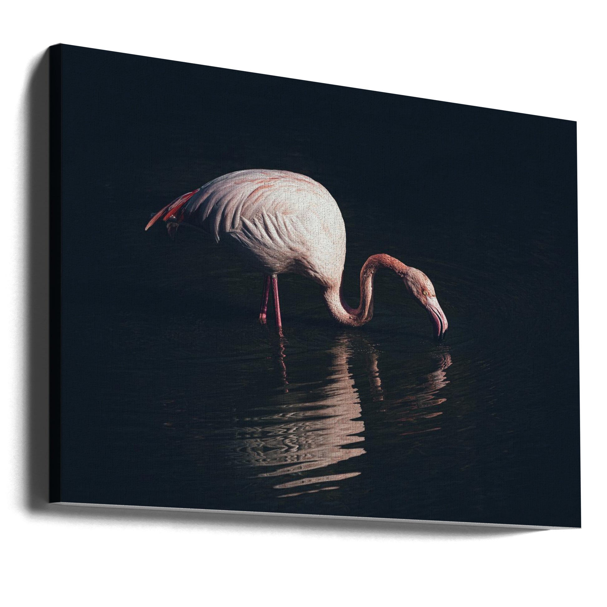 Enlighted Flamingo by Marco Tagliarino | Pink Water Bird, Large Canvas Wall Art Print | Artsy Earth