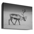 Arctic Solitude by Giovanni Venier | Reindeer Winter Nature, Large Canvas Wall Art Print | Artsy Earth