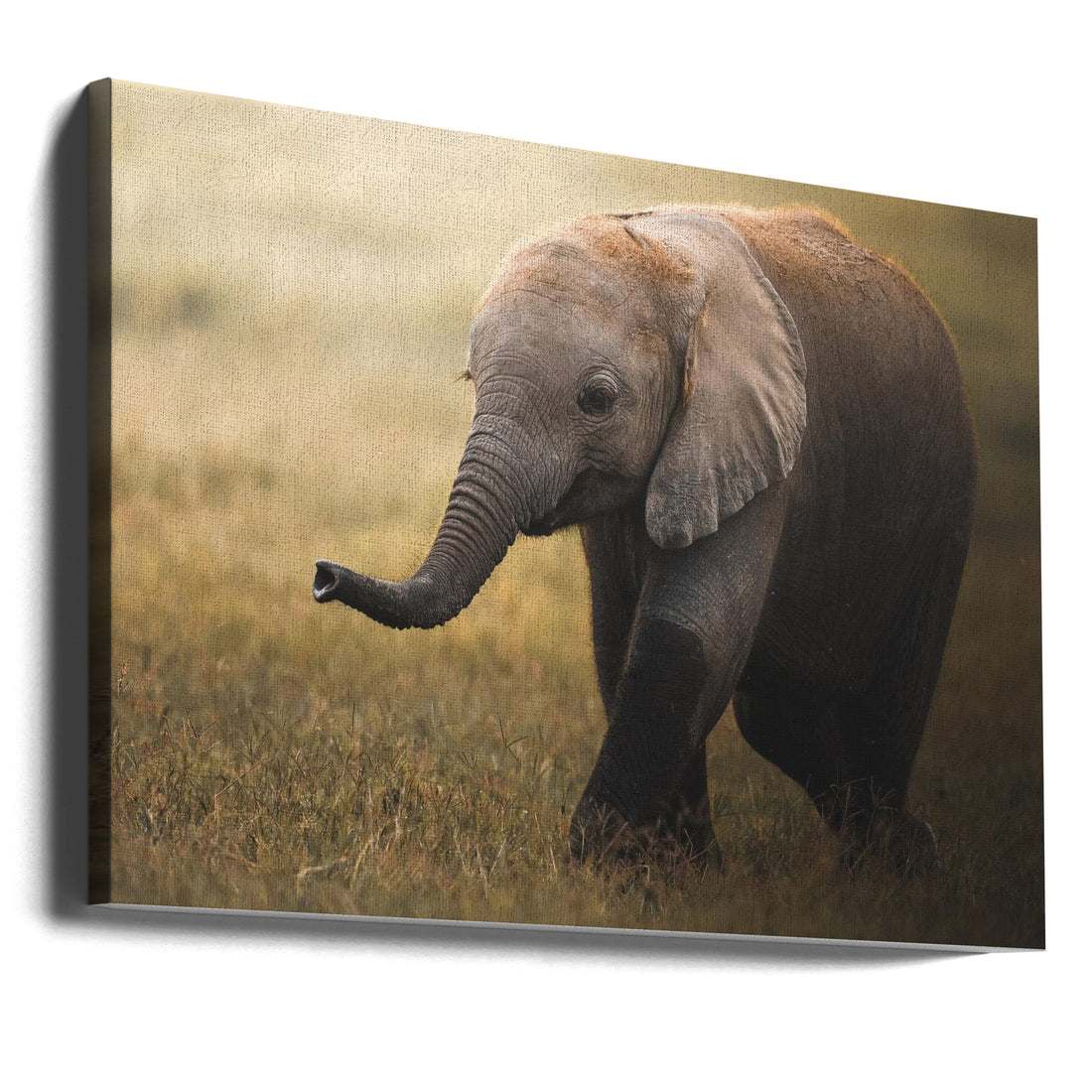 Baby Elephant Safari by Ahmed Sobhi | African Wildlife Nature, Large Canvas Wall Art Print | Artsy Earth