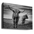 I am the boss by Stéphane Pecqueux | Highland Cattle Nature, Large Canvas Wall Art Print | Artsy Earth