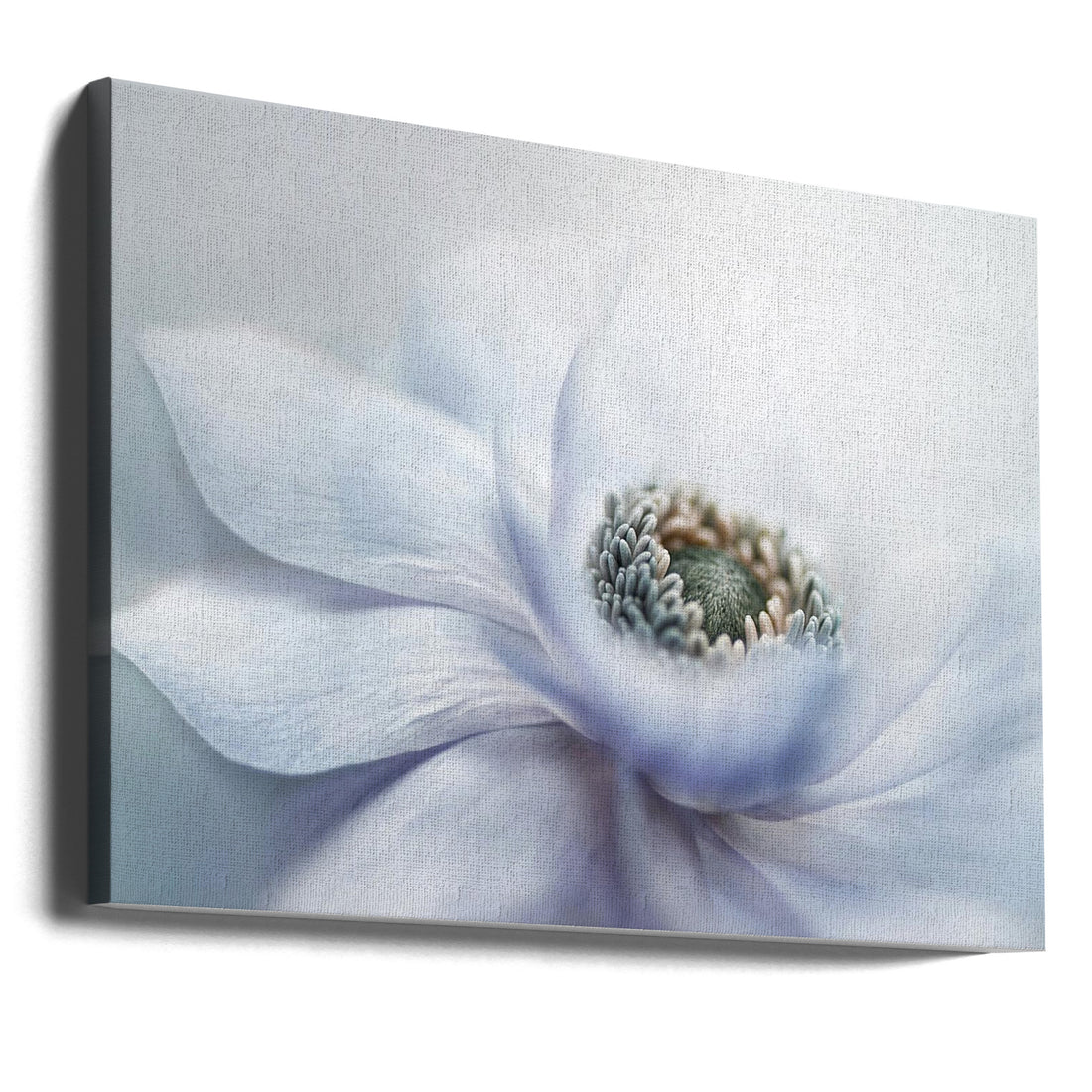 Purple Anemone Bloom by Jacky Parker | Pastel Floral Macro, Large Canvas Wall Art Print | Artsy Earth