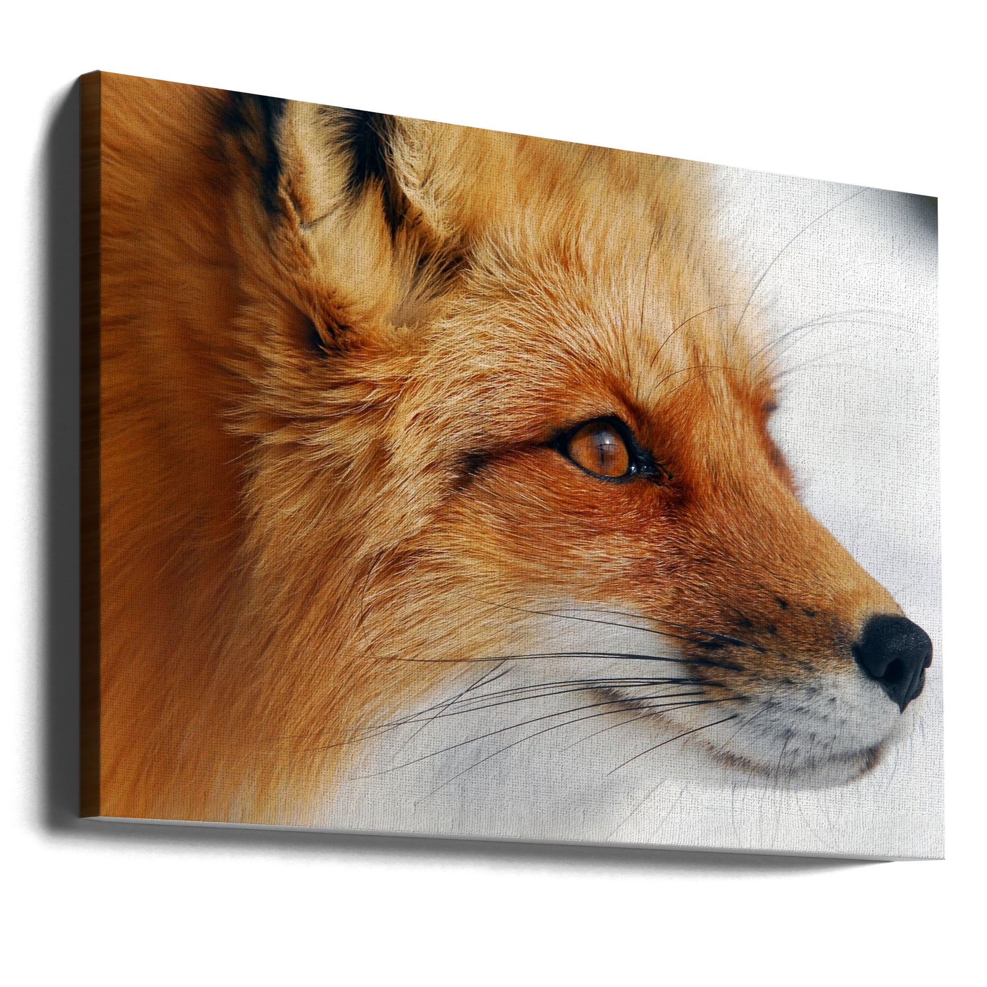 Red Fox by Alain Turgeon | Wild Canadian Fox, Large Canvas Wall Art Print | Artsy Earth