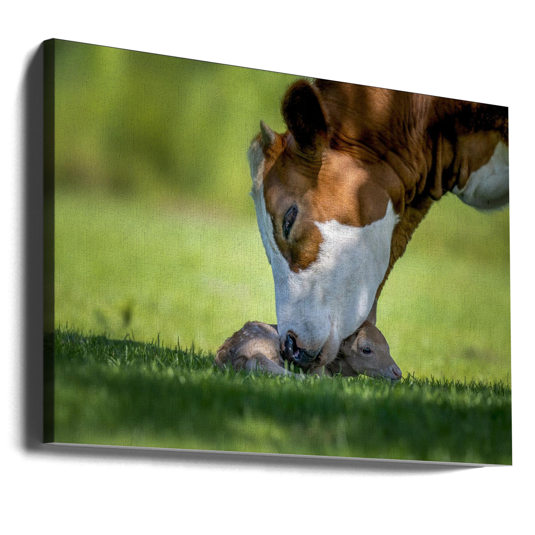 Mother Cow Love by Chris Coenders | Tender Farm Animal, Large Canvas Wall Art Print | Artsy Earth