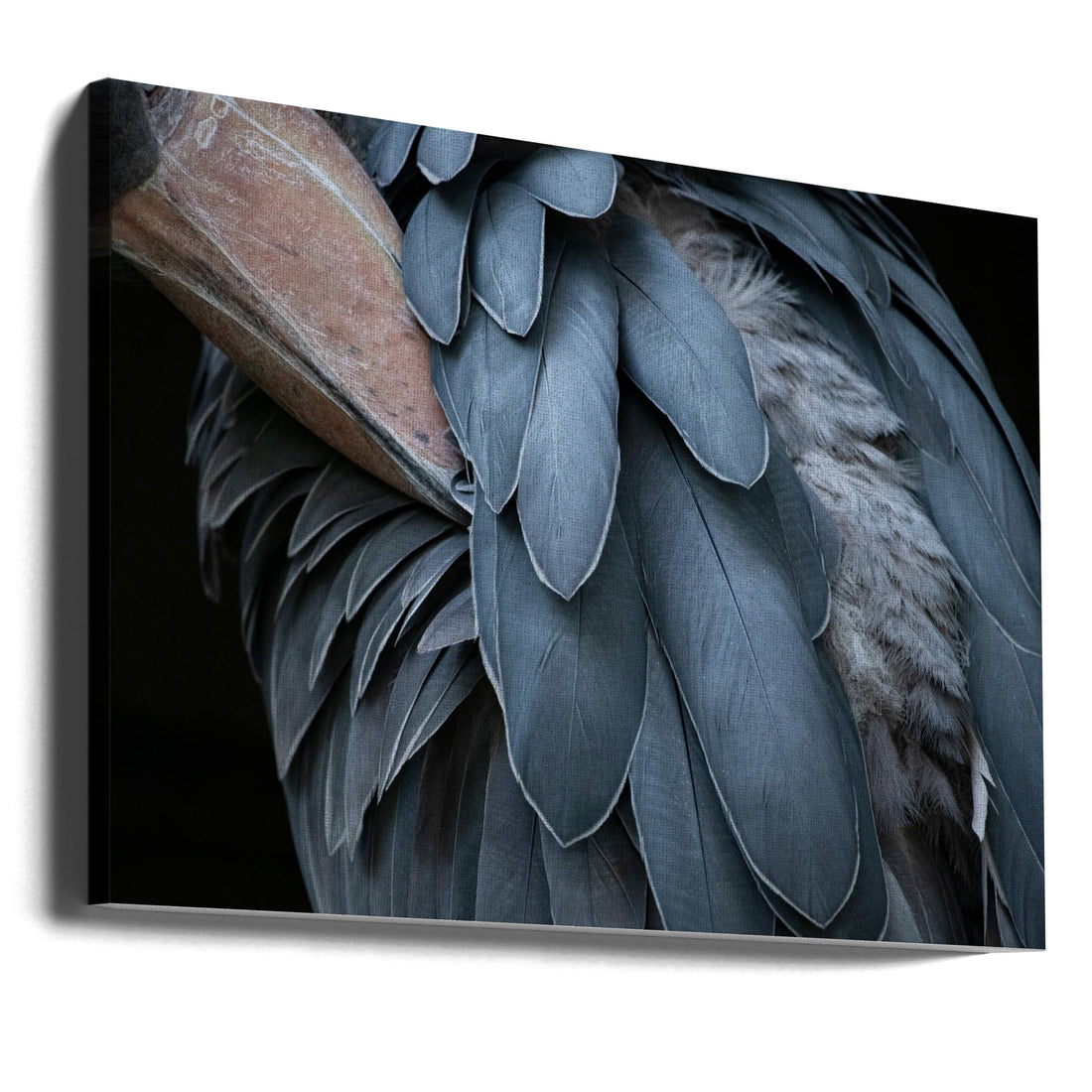 Shoebill Feathers by Juri Aoki | Animal Feather, Large Canvas Wall Art Print | Artsy Earth