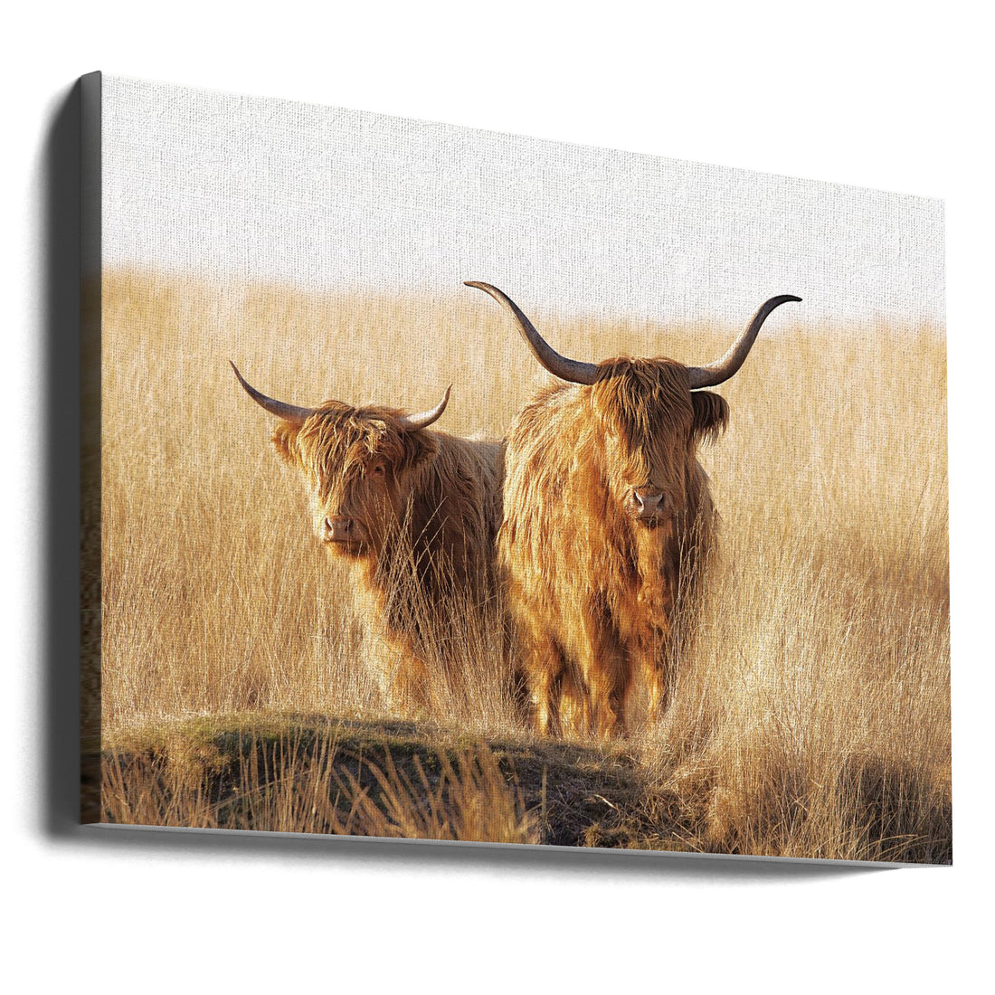 Young and Old Highlander by Jaap Van Den Helm | Highland Cattle Nature, Large Canvas Wall Art Print | Artsy Earth