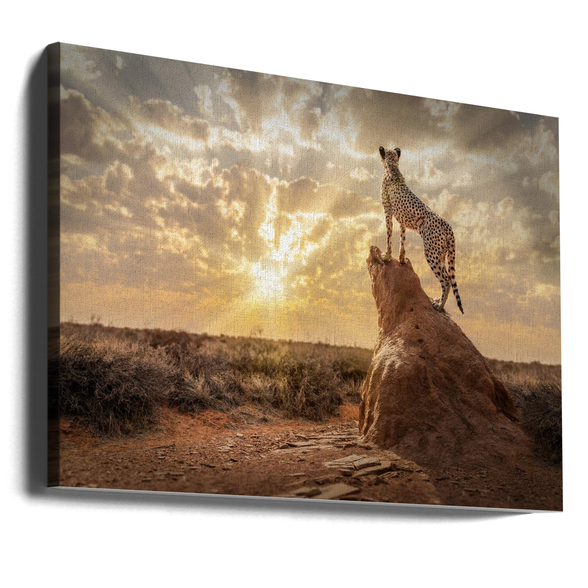 Sundown Cheetah by Marcel Egger | African Wildlife Safari, Large Canvas Wall Art Print | Artsy Earth