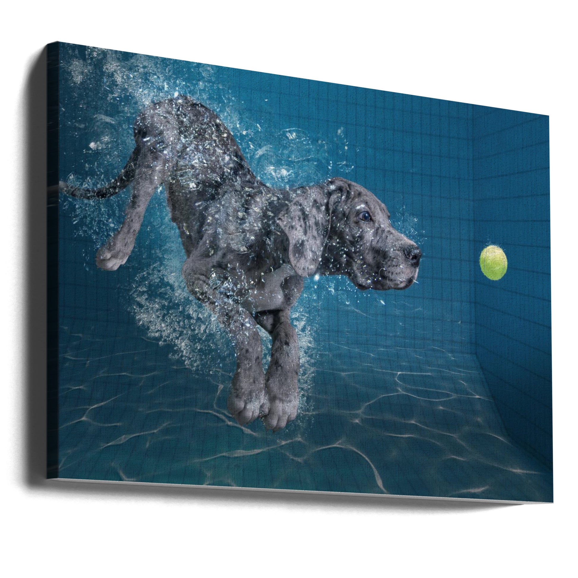 SplashDog by Marcel Egger | Underwater Dog Play, Large Canvas Wall Art Print | Artsy Earth