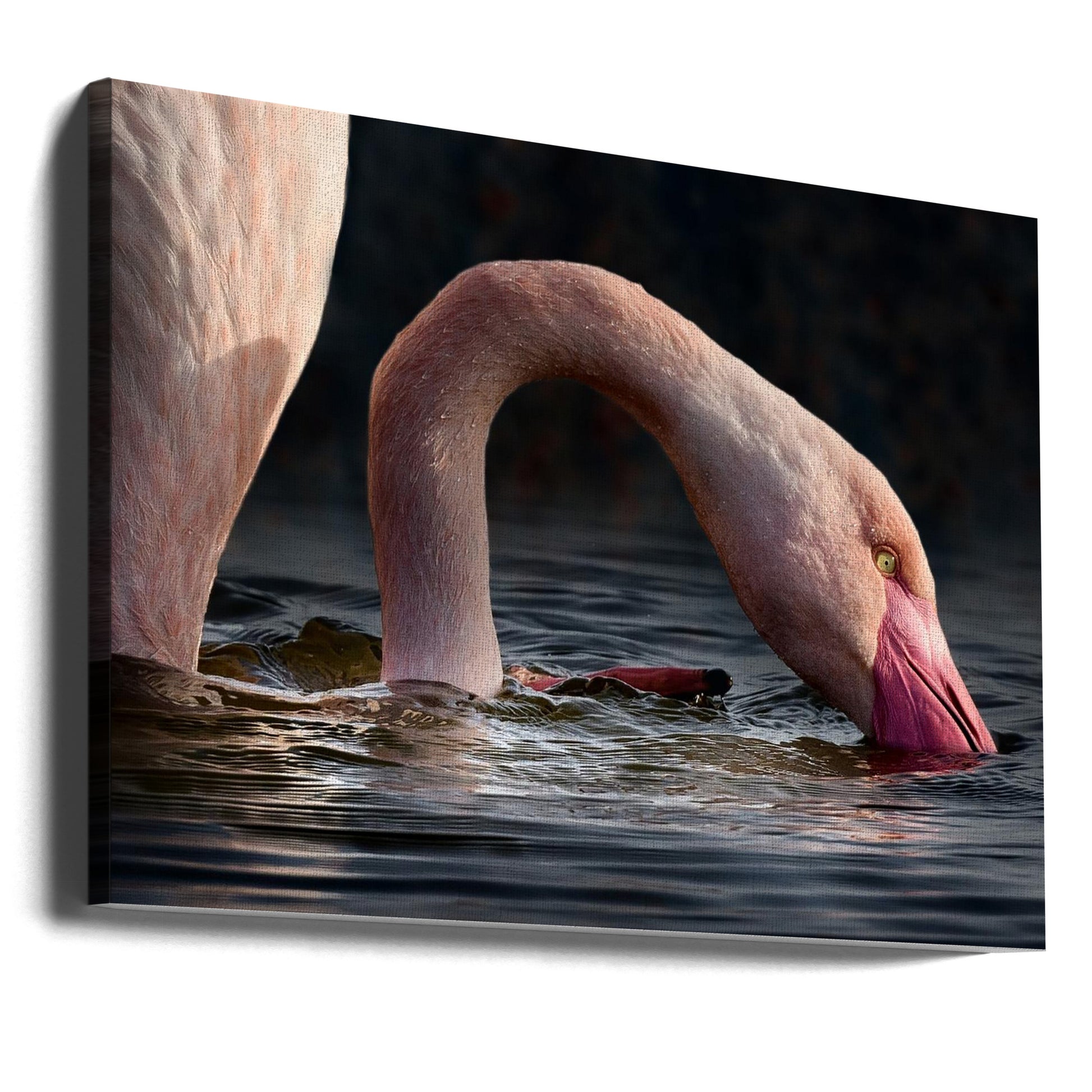 Pink Flamingo Lake by Walter Caterina | Wildlife Water Birds, Large Canvas Wall Art Print | Artsy Earth