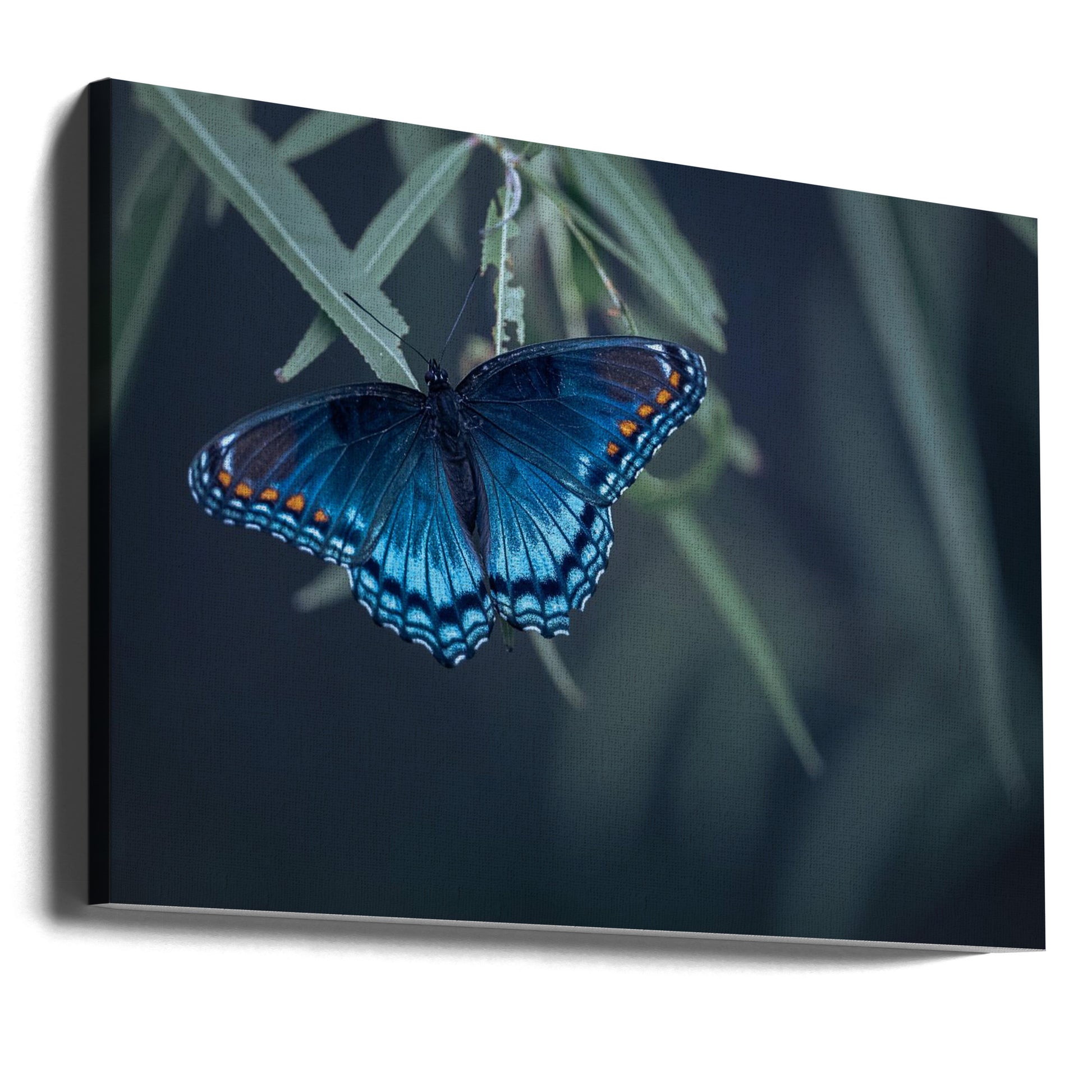 Blue Butterfly Macro by Ivy Deng | Nature Insect Macro, Large Canvas Wall Art Print | Artsy Earth