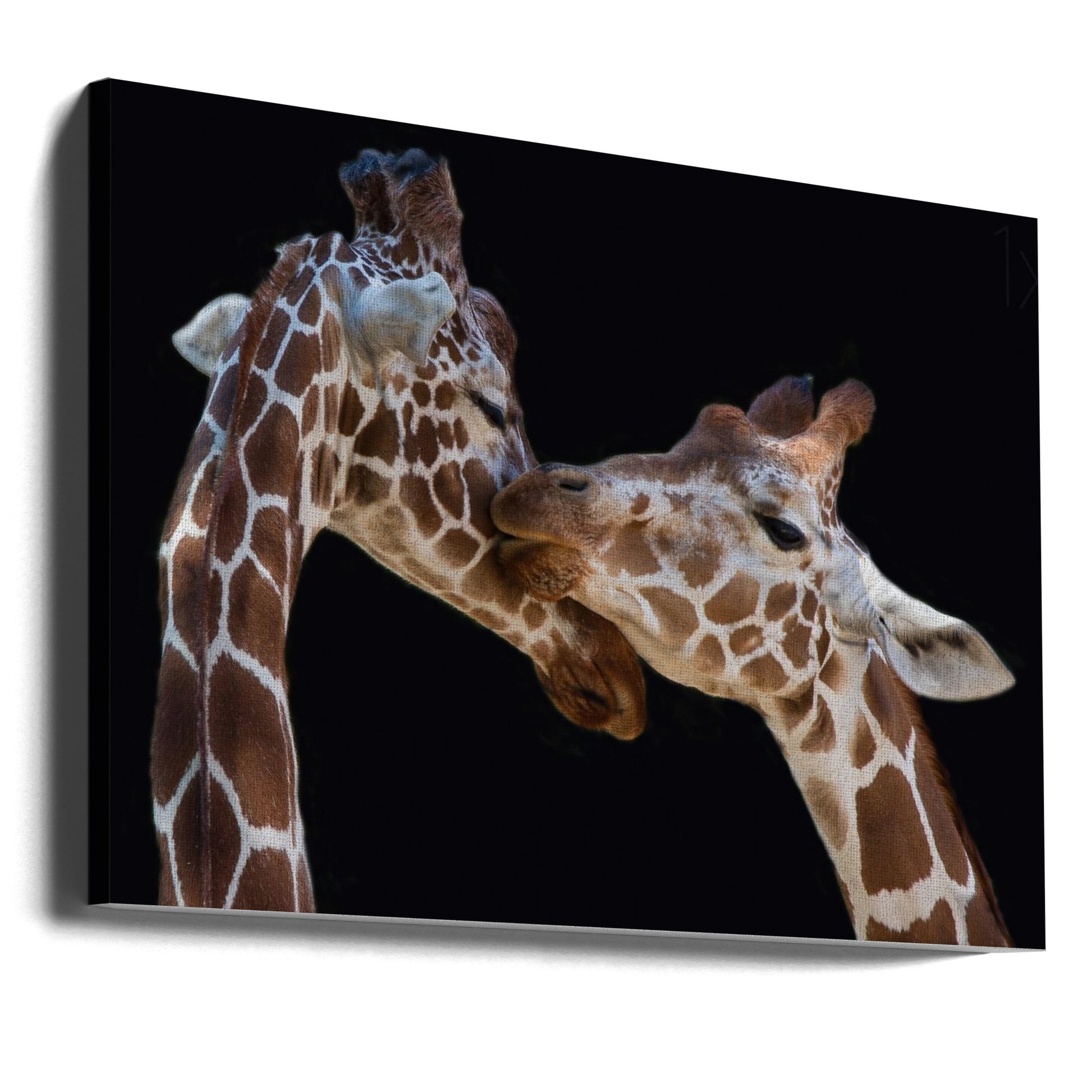 The Kiss by Manfred Foeger | Romantic Giraffe Love, Large Canvas Wall Art Print | Artsy Earth