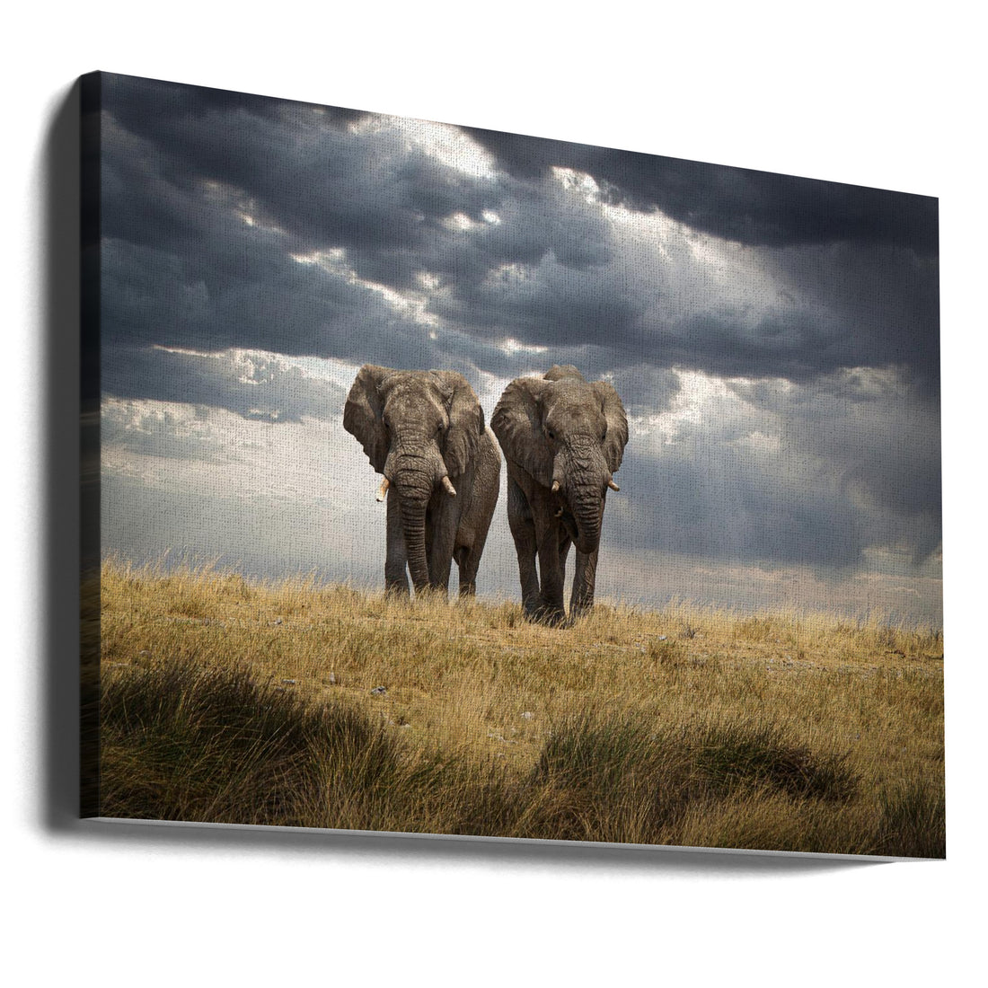 Brothers by Christian Kurz | African Elephant Safari, Large Canvas Wall Art Print | Artsy Earth