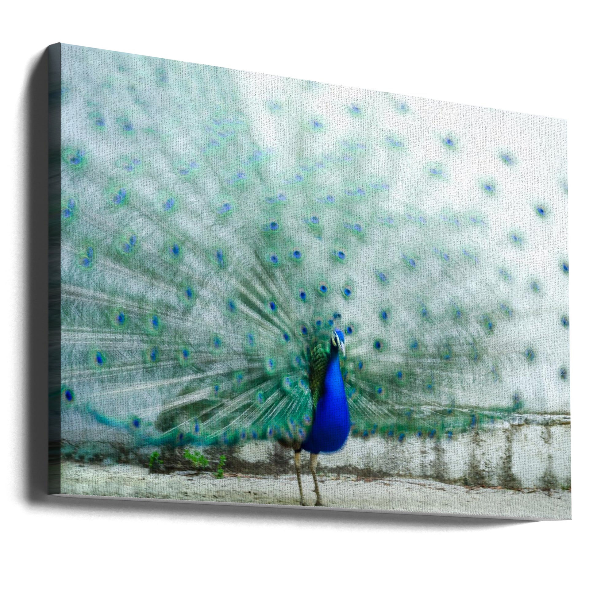 Peacock Bird by Piera Polo | Blurry Peacock Feathers, Large Canvas Wall Art Print | Artsy Earth