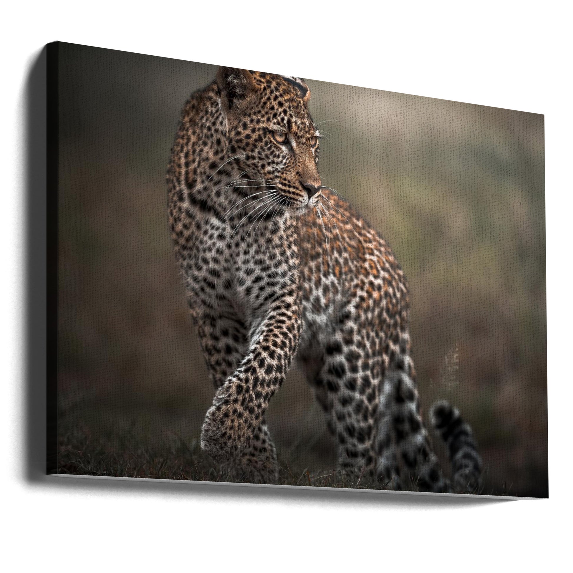 Wild Cheetah Glance by Ahmed Sobhi | African Safari Wildlife, Large Canvas Wall Art Print | Artsy Earth