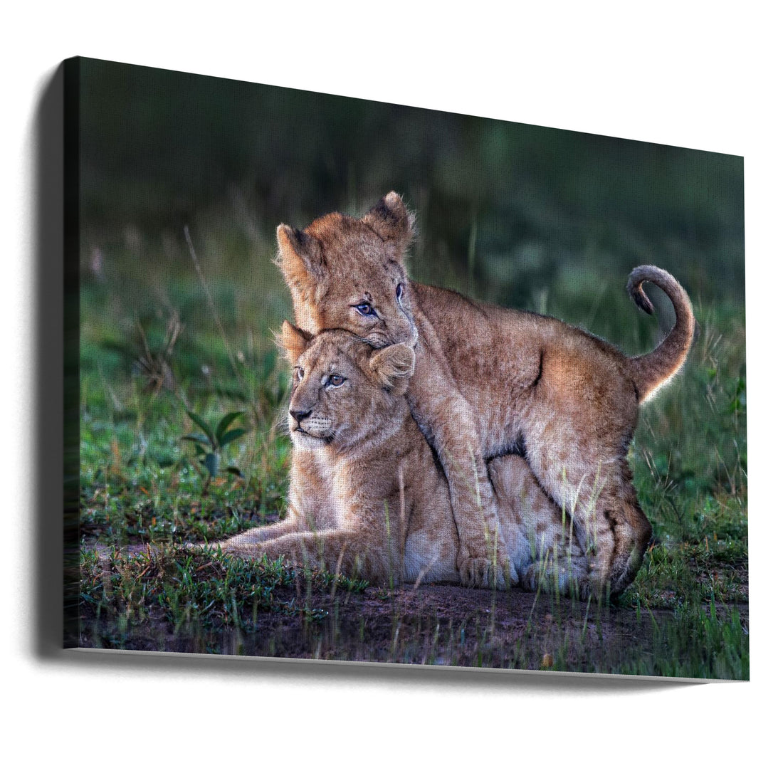 Playful lion cubs by Xavier Ortega | Wild African Wildlife, Large Canvas Wall Art Print | Artsy Earth