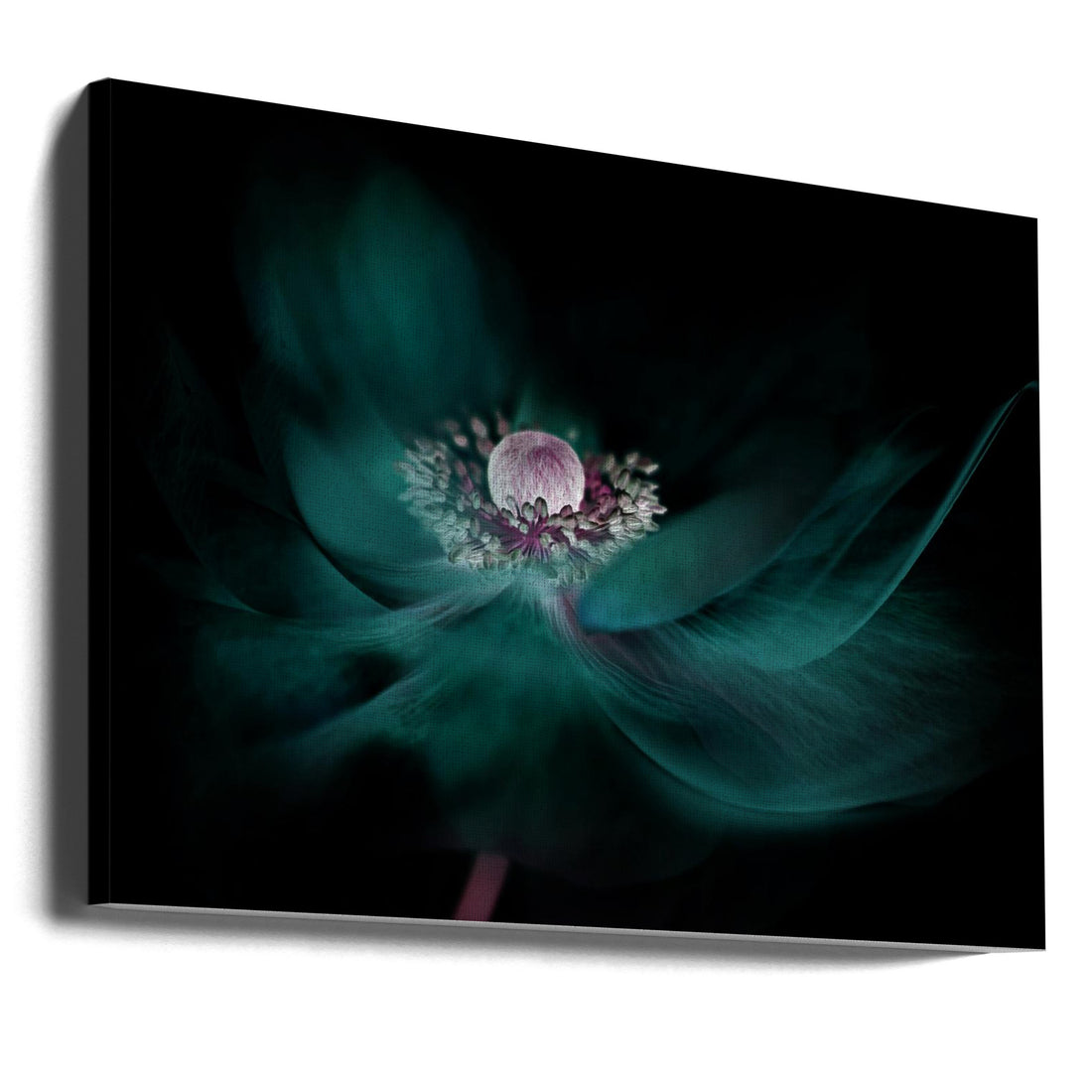 Glowing Flower by Jacky Parker | Floral Studio Macro, Large Canvas Wall Art Print | Artsy Earth