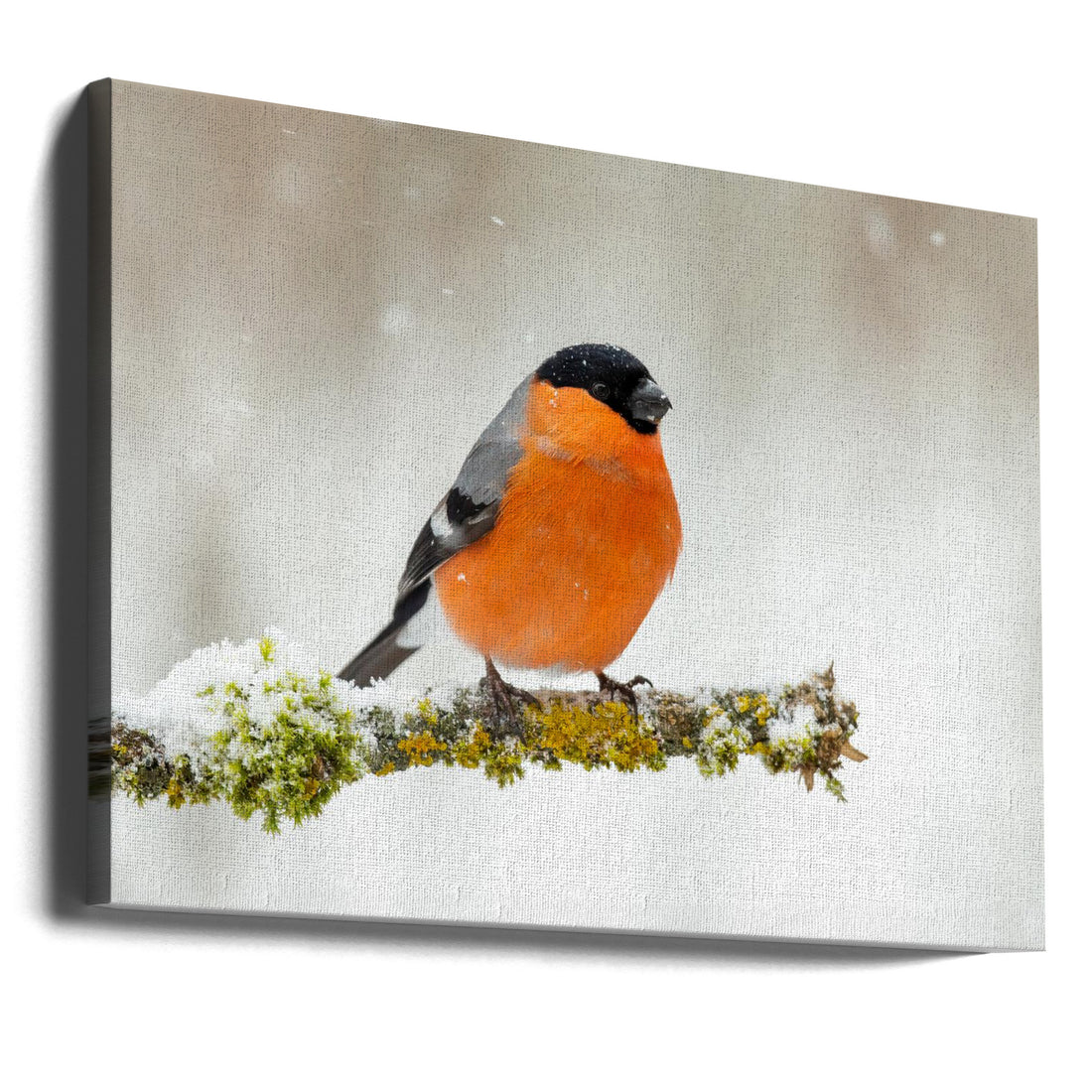 Frosty Finch by Annie Keizer | Winter Wildlife, Large Canvas Wall Art Print | Artsy Earth