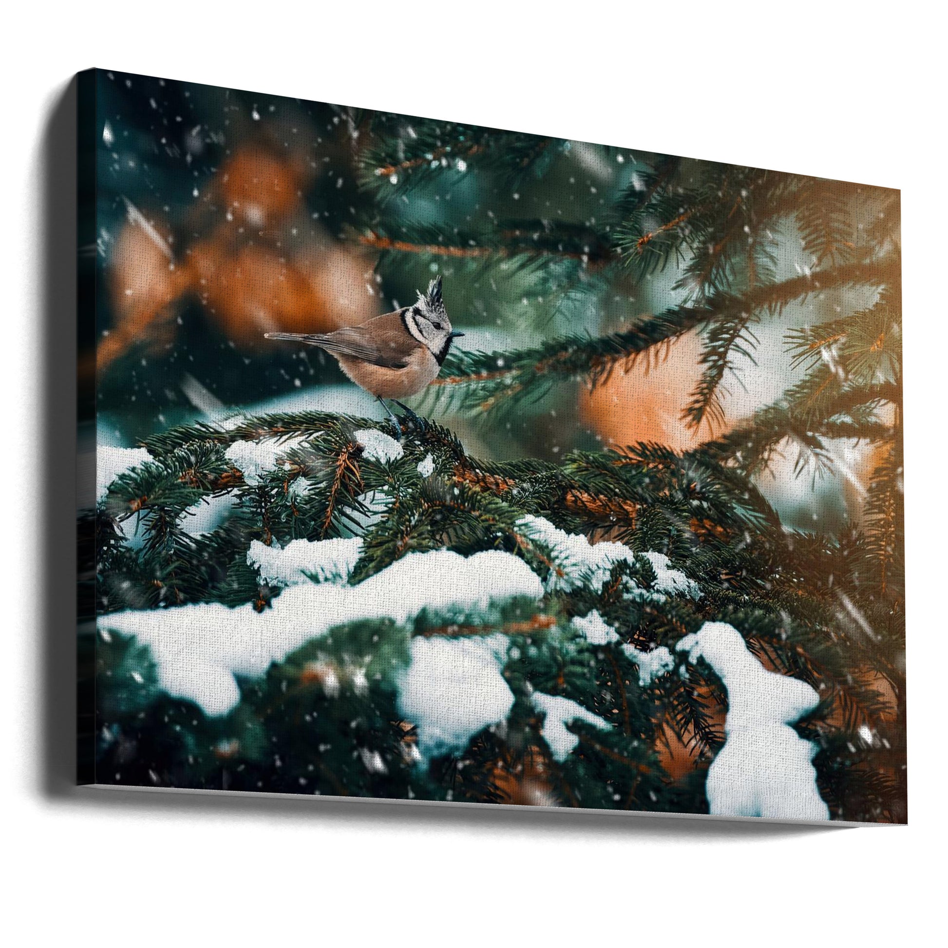 Frosty Bird Holiday by Lukas Furch | Winter Wildlife, Large Canvas Wall Art Print | Artsy Earth