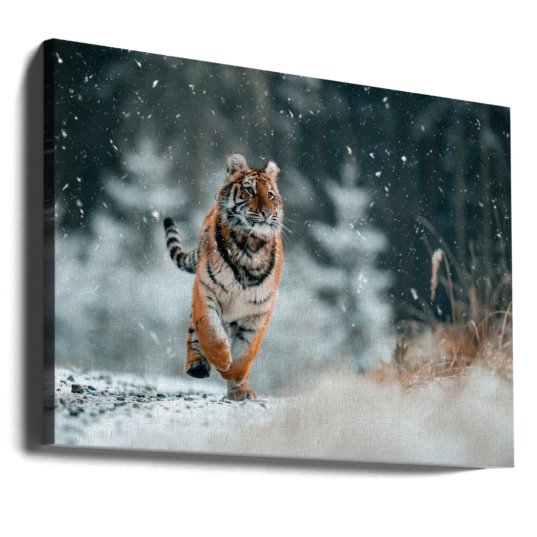 The Siberian Tiger by Jan Rozehnal | Majestic Winter Animal, Large Canvas Wall Art Print | Artsy Earth