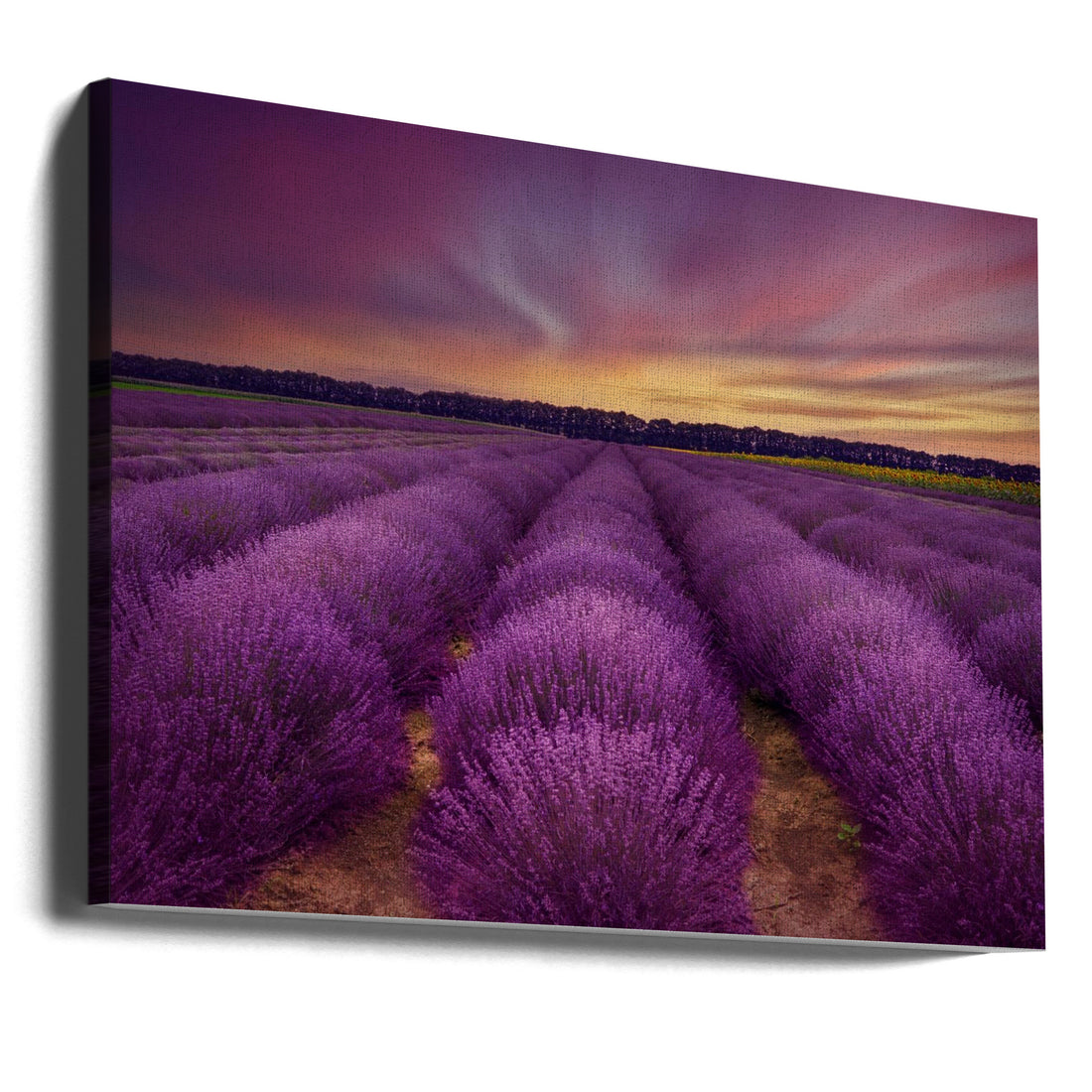 Lavender Field by Nikki Georgieva V E G A N I K | Purple Rural Landscape, Large Canvas Wall Art Print | Artsy Earth