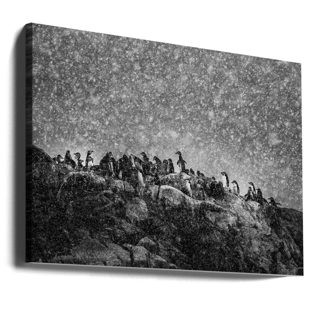 Antarctic Storm by Michel Groleau | Snowy Wildlife Nature, Large Canvas Wall Art Print | Artsy Earth