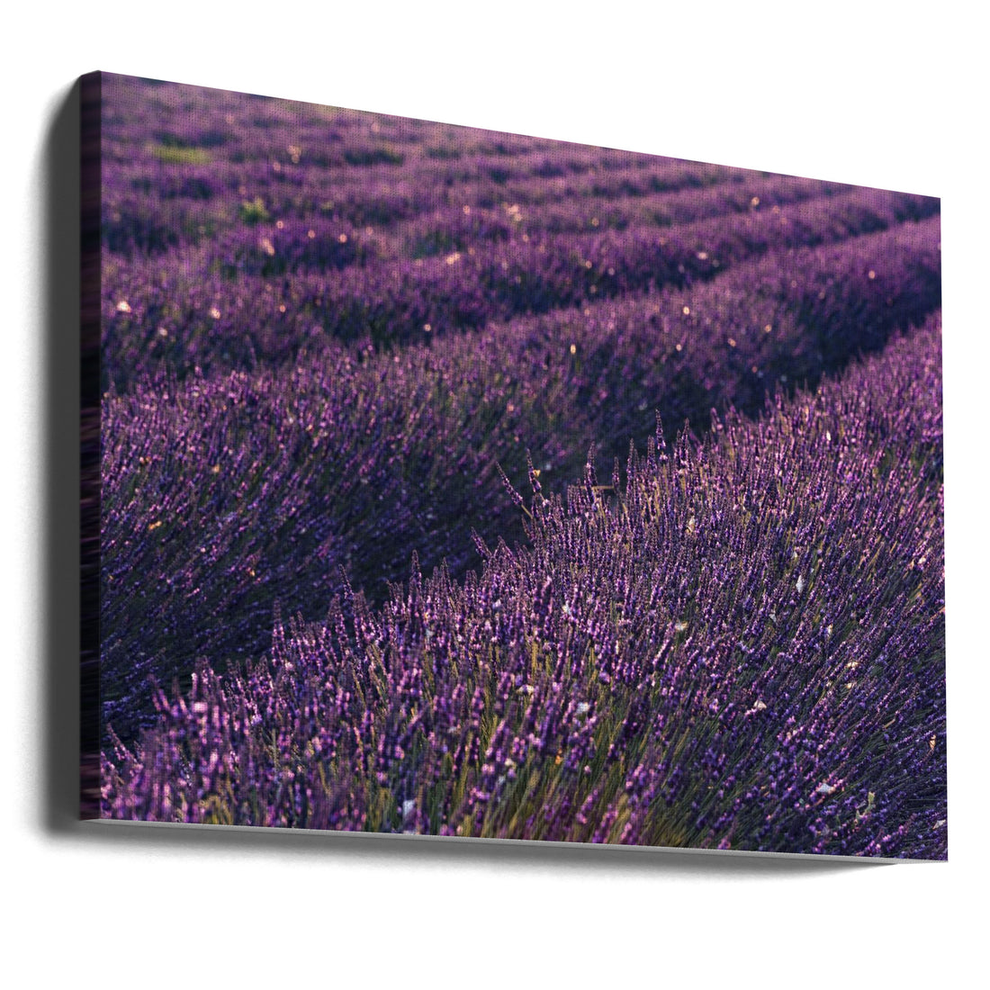 Provence Lavender by Stefan Hefele | French Countryside Landscape, Large Canvas Wall Art Print | Artsy Earth