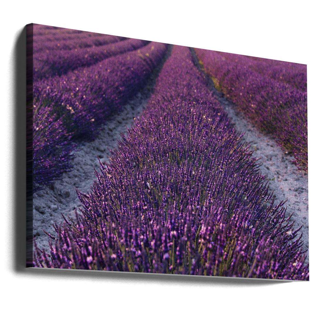 Lavender Detail by Stefan Hefele | Provence Floral Botanical, Large Canvas Wall Art Print | Artsy Earth