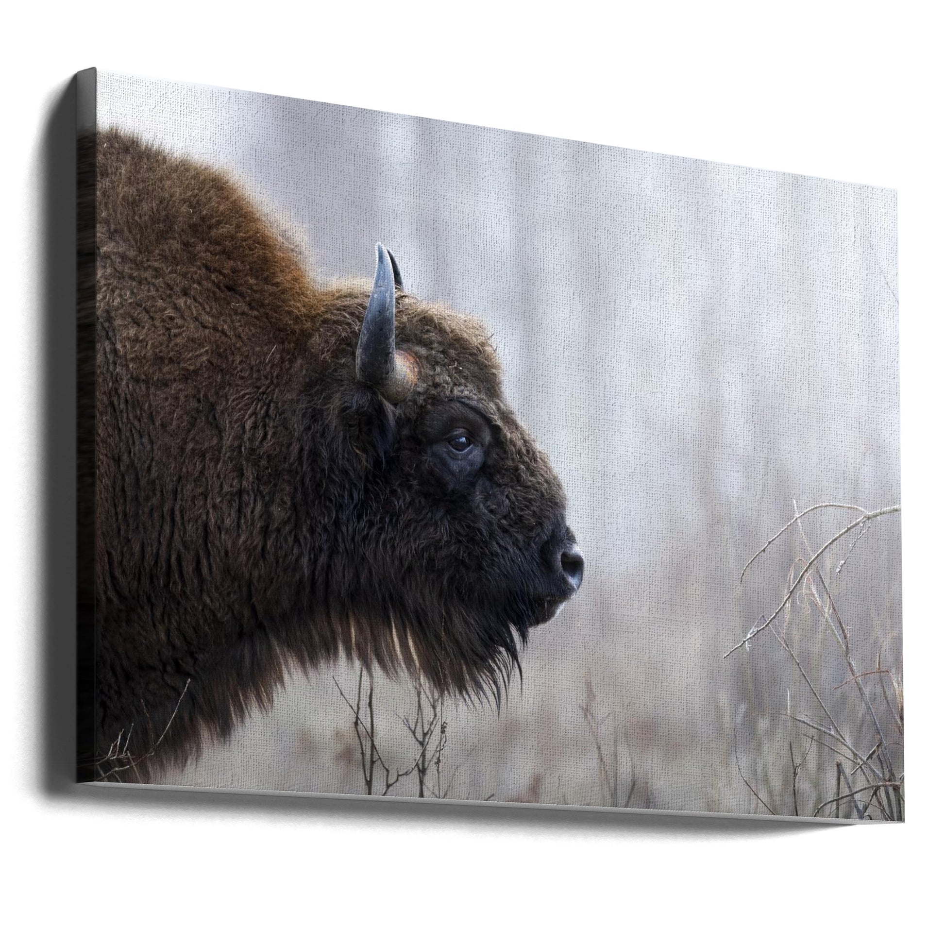 Bison's Profile by Davide | Wild Bison Wildlife, Large Canvas Wall Art Print | Artsy Earth