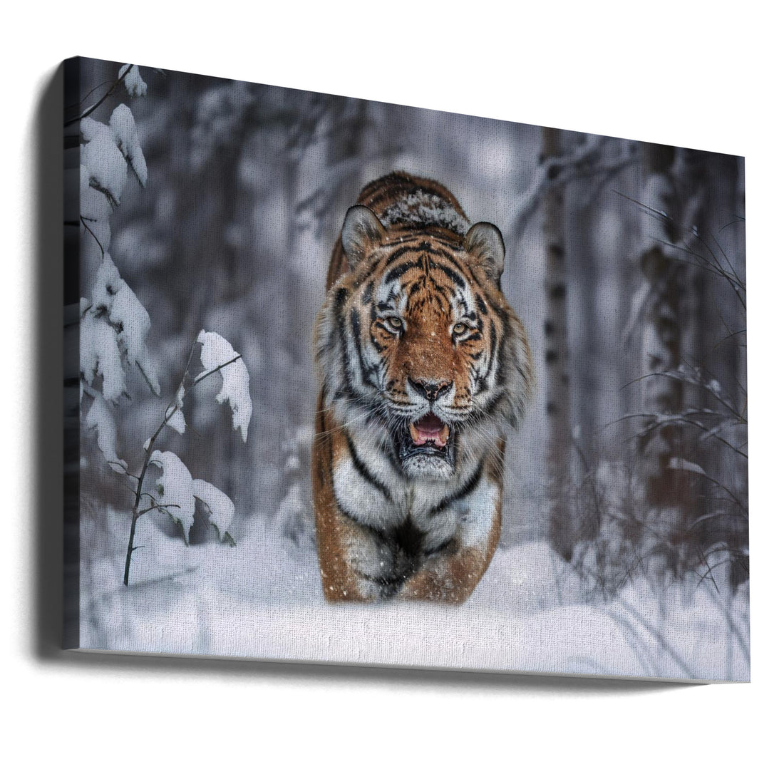 Snow Tiger by Marcel Egger | Wild Forest Tiger, Large Canvas Wall Art Print | Artsy Earth