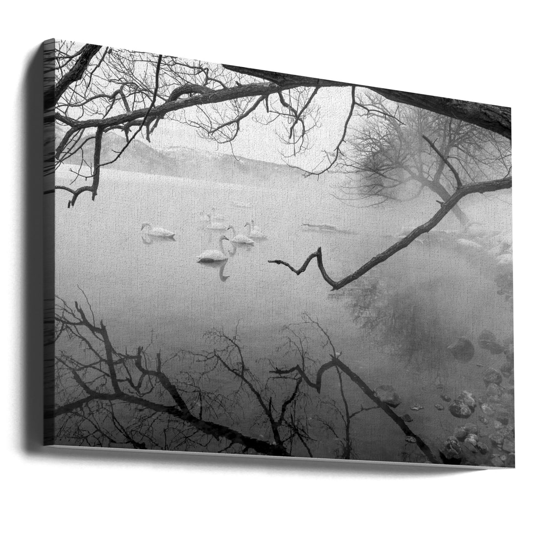 Swans in hot springs by Joanna W | Wild Nature Wildlife, Large Canvas Wall Art Print | Artsy Earth