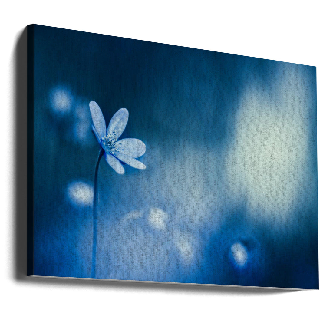 Blueish Morning by Ulrike Eisenmann | Blue Floral Macro, Large Canvas Wall Art Print | Artsy Earth