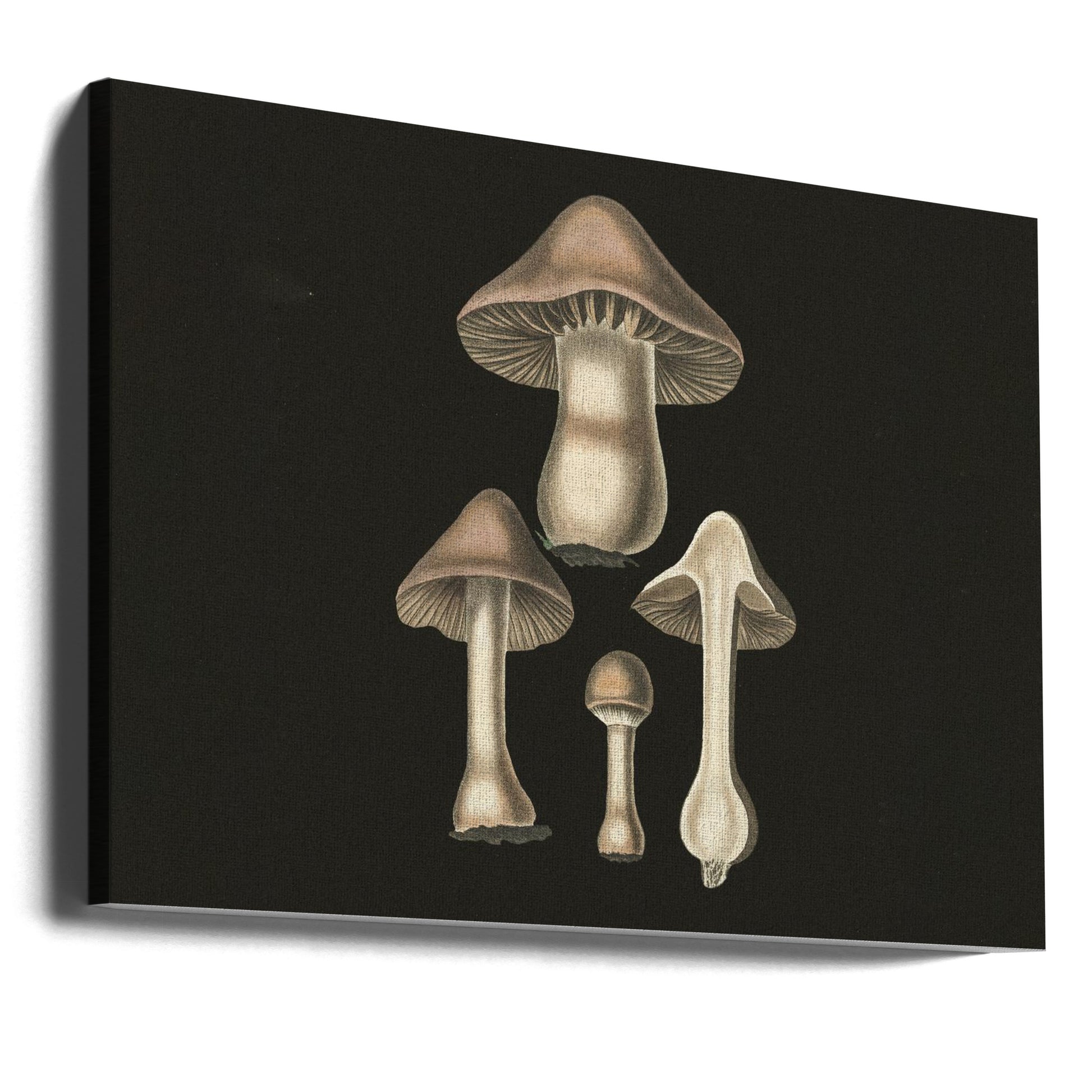 Vintage Mushroom Print by John Stephenson And James Morss Churchill | Hand Drawn Fungi, Large Canvas Wall Art Print | Artsy Earth