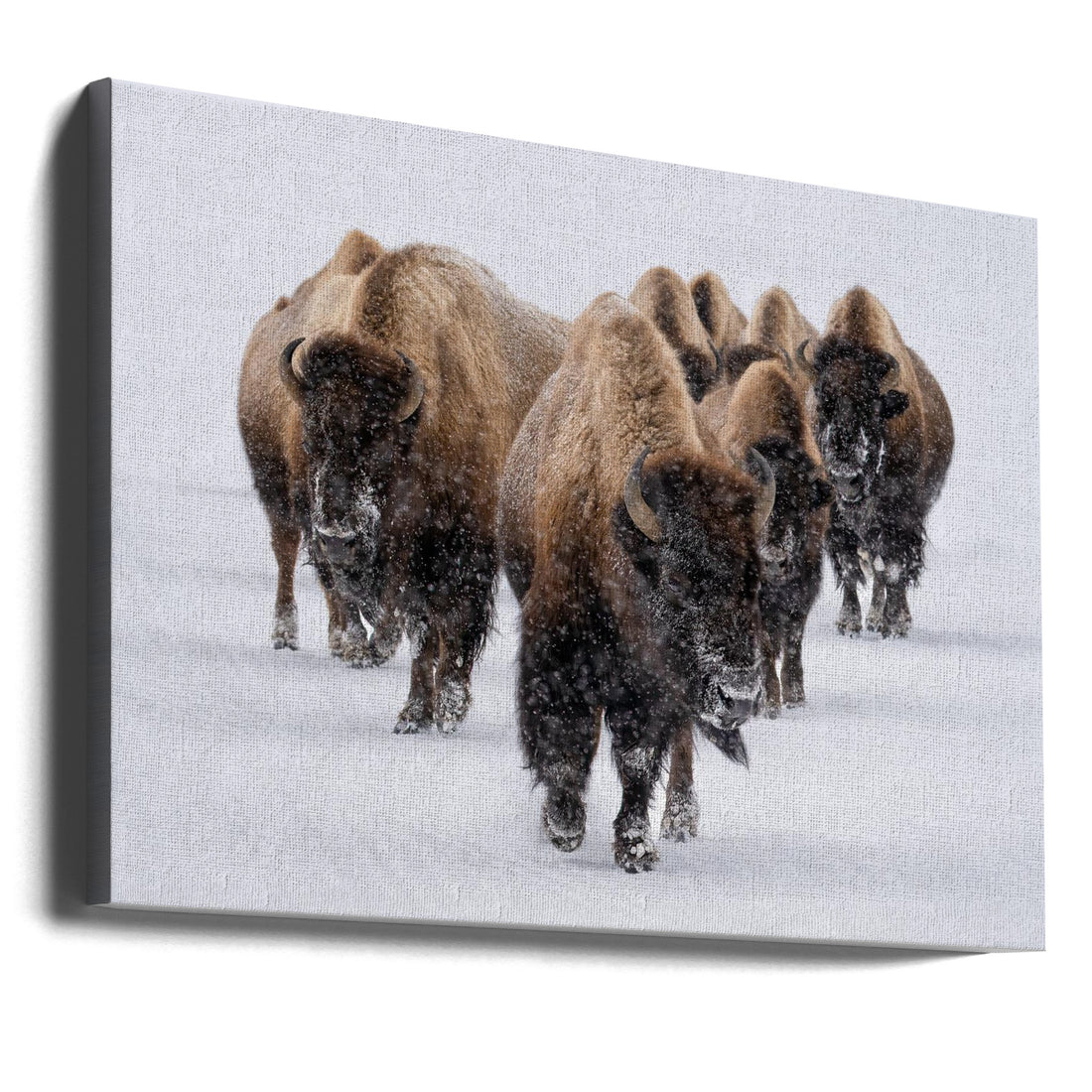 The Herd by Susanne Landolt | Winter Bison Wildlife, Large Canvas Wall Art Print | Artsy Earth