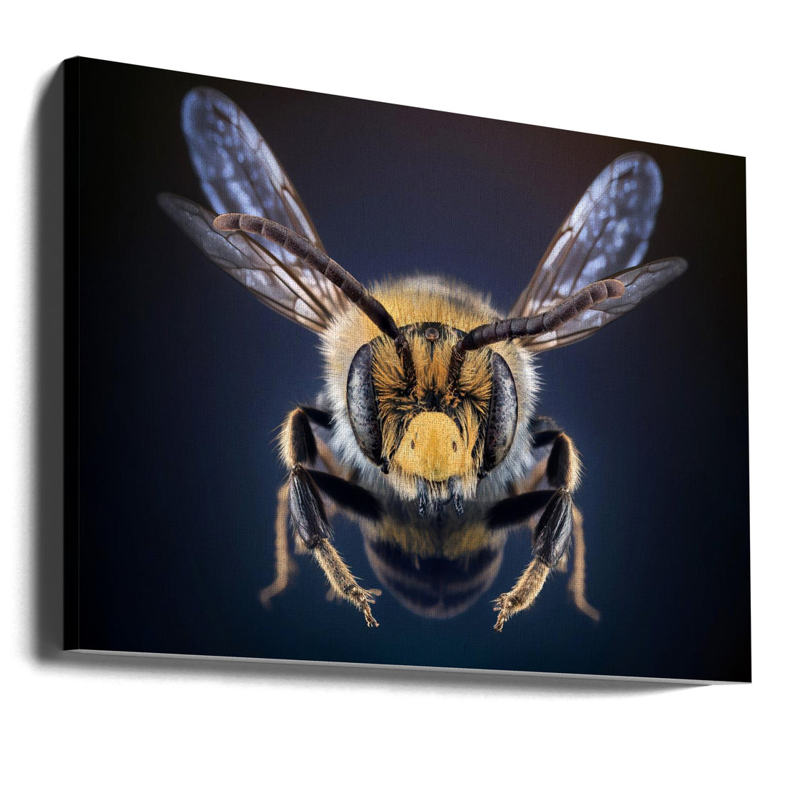 Wild Bee by Marcel Egger | Macro Insect Photography, Large Canvas Wall Art Print | Artsy Earth