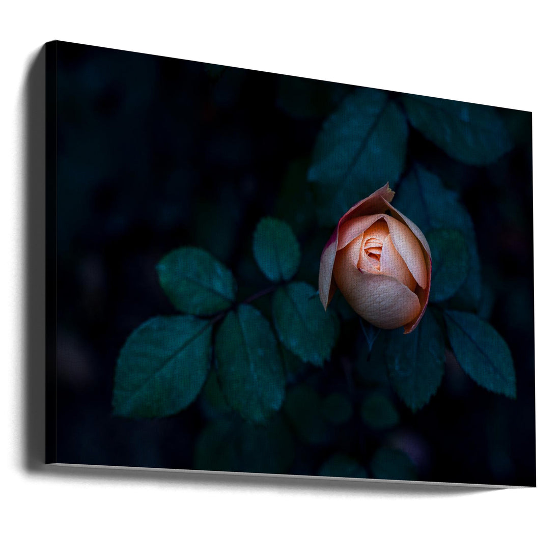 Seductive Rose by Satoshi Hatsumori | Abstract Floral Botanical, Large Canvas Wall Art Print | Artsy Earth