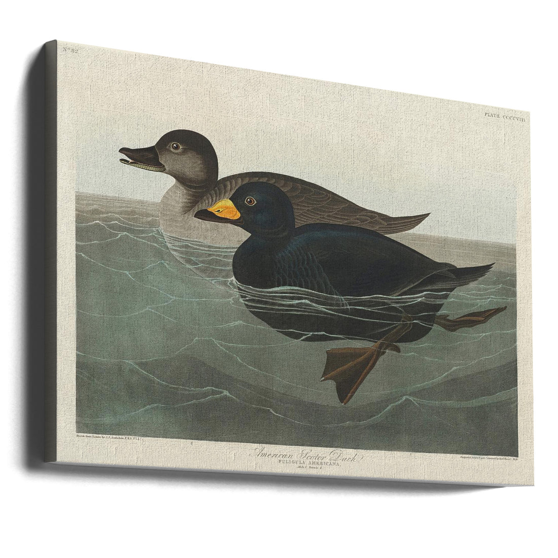 American Scoter Duck by John James Audubon | Vintage Bird Illustration, Large Canvas Wall Art Print | Artsy Earth