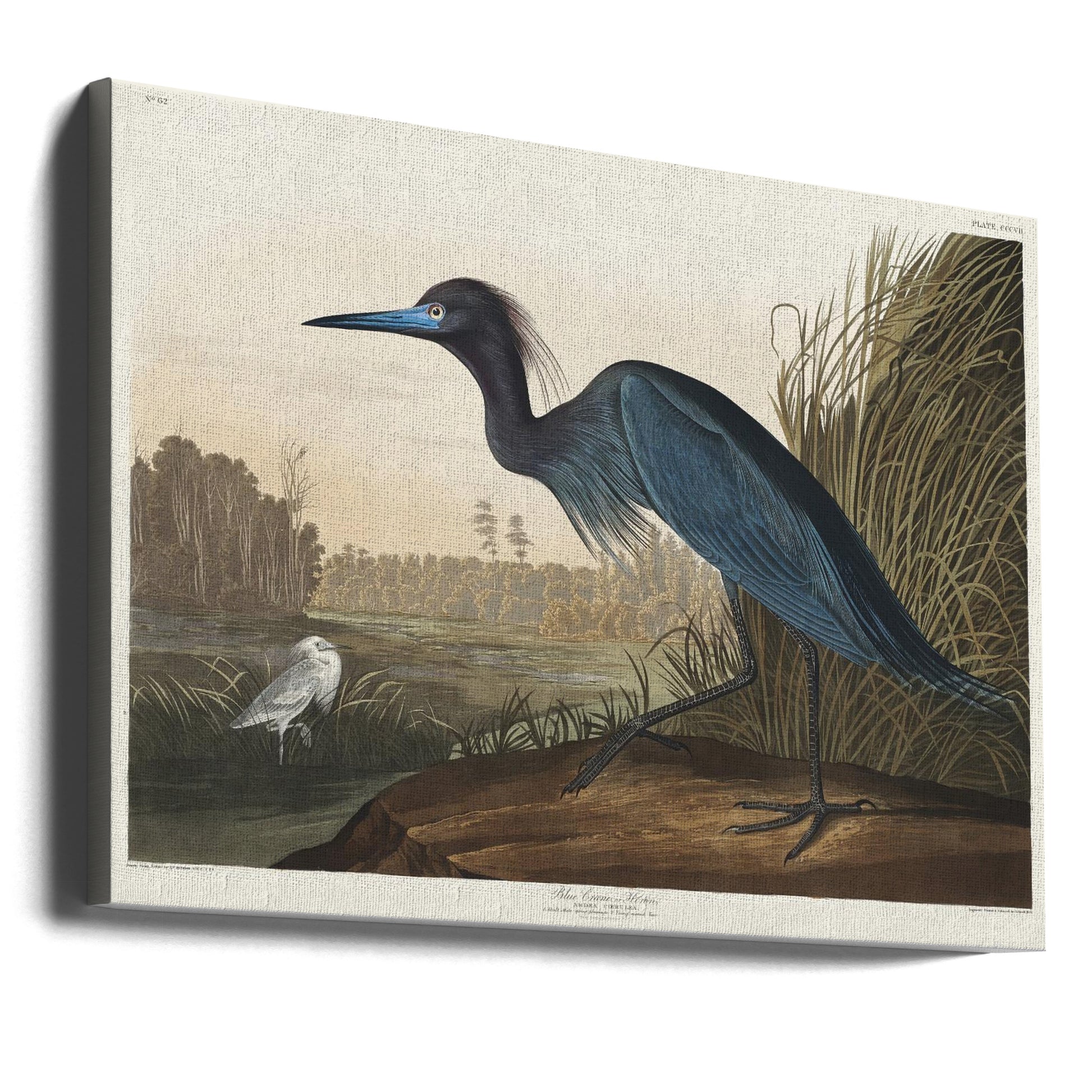 Blue Crane Birds by John James Audubon | Vintage Audubon Wildlife, Large Canvas Wall Art Print | Artsy Earth