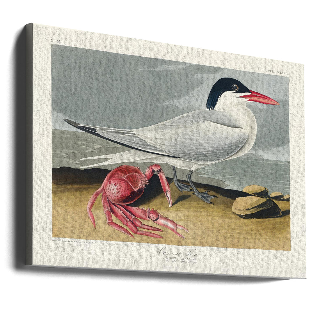 Cayenne Tern Birds by John James Audubon | Vintage Audubon Bird, Large Canvas Wall Art Print | Artsy Earth