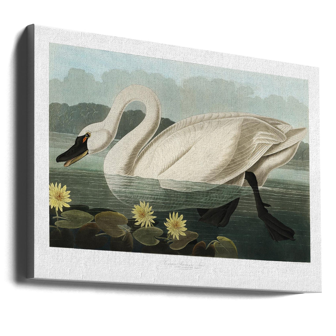 Common American Swan by John James Audubon | Vintage Bird Illustration, Large Canvas Wall Art Print | Artsy Earth