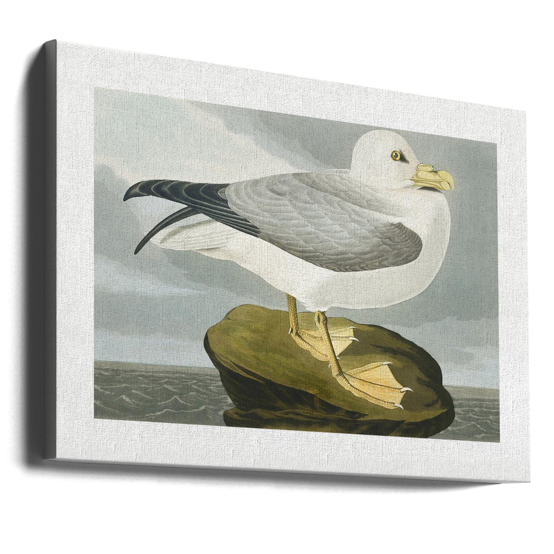 Fulmar Petrel Birds by John James Audubon | Vintage Audubon Birds, Large Canvas Wall Art Print | Artsy Earth