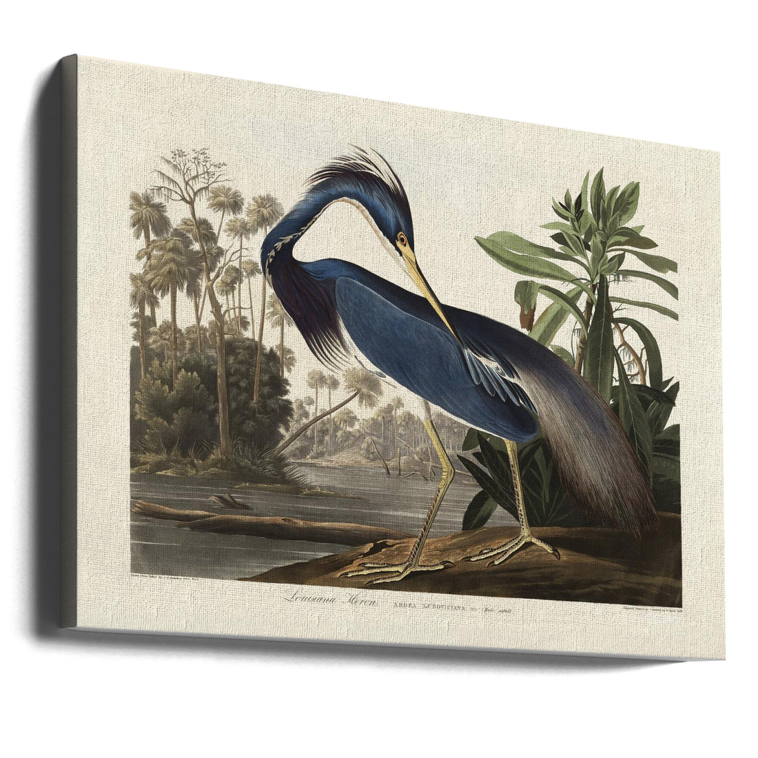 Louisiana Heron Birds by John James Audubon | Vintage Bird Drawing, Large Canvas Wall Art Print | Artsy Earth