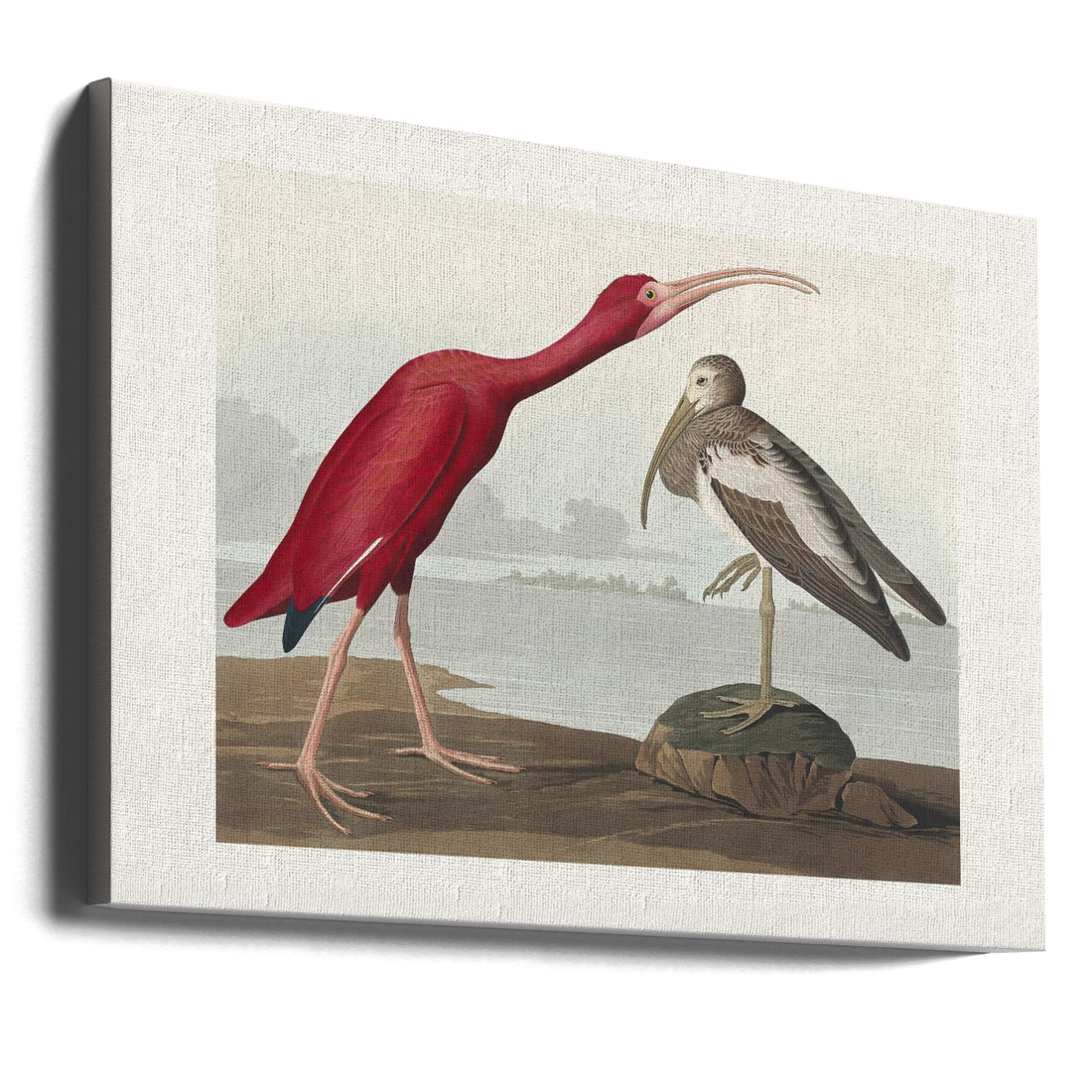 Scarlet Ibis Birds by John James Audubon | Vintage Audubon Wildlife, Large Canvas Wall Art Print | Artsy Earth