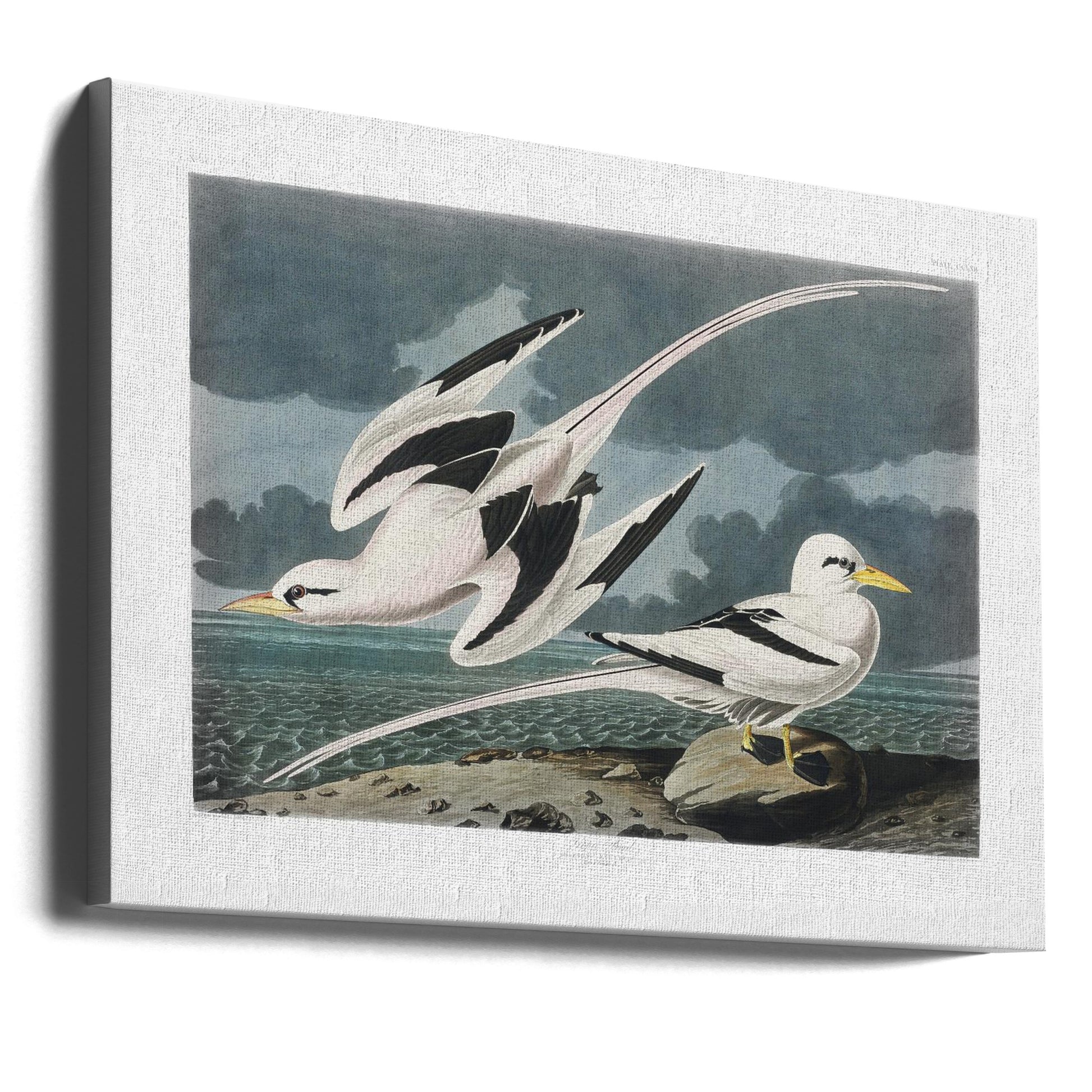 Tropic Bird From Birds of America by John James Audubon | Vintage Audubon Birds, Large Canvas Wall Art Print | Artsy Earth