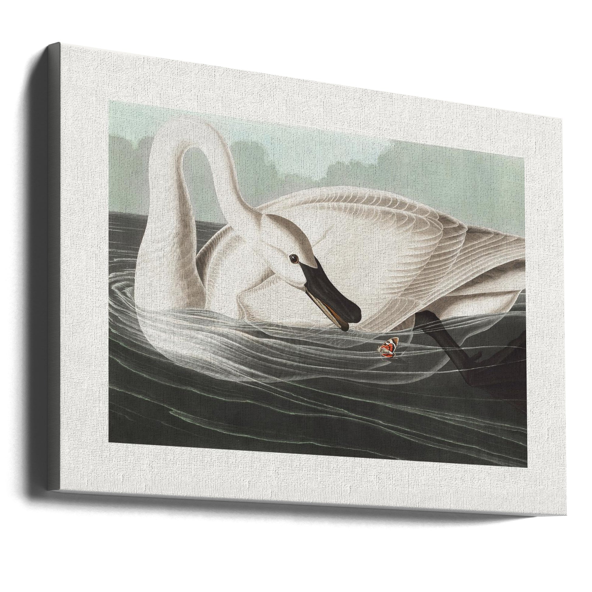 Trumpeter Swan Birds by John James Audubon | Vintage Audubon Wildlife, Large Canvas Wall Art Print | Artsy Earth