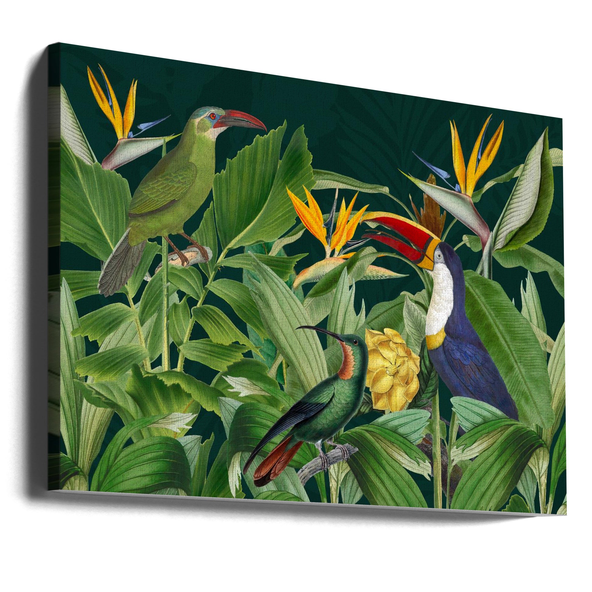 Rainforest Birds by Andrea Haase | Tropical Wildlife Nature, Large Canvas Wall Art Print | Artsy Earth