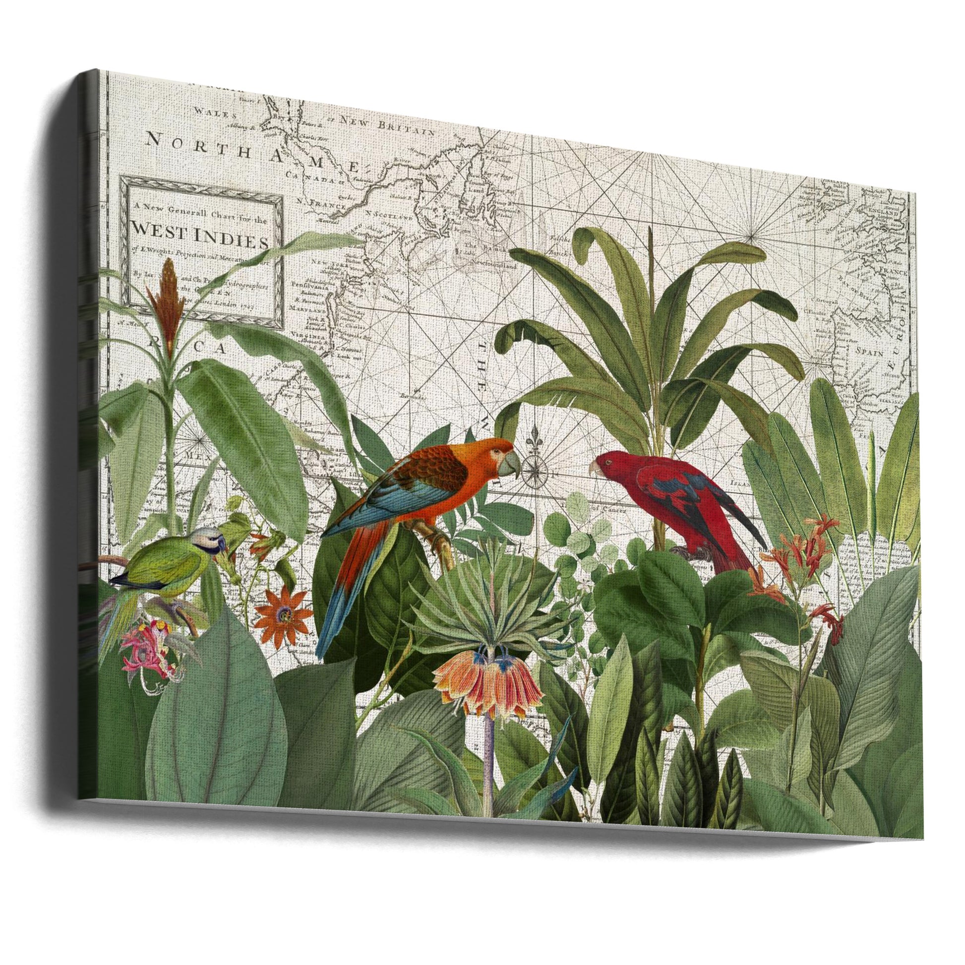 Exotic Wildlife by Andrea Haase | Tropical Nature Wildlife, Large Canvas Wall Art Print | Artsy Earth