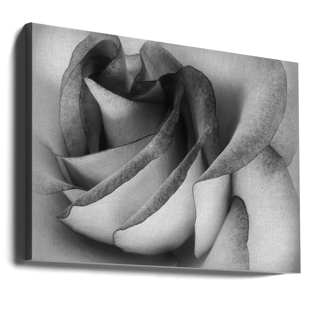 Shades of a Rose by C. Ray Roth | Black White Flora, Large Canvas Wall Art Print | Artsy Earth