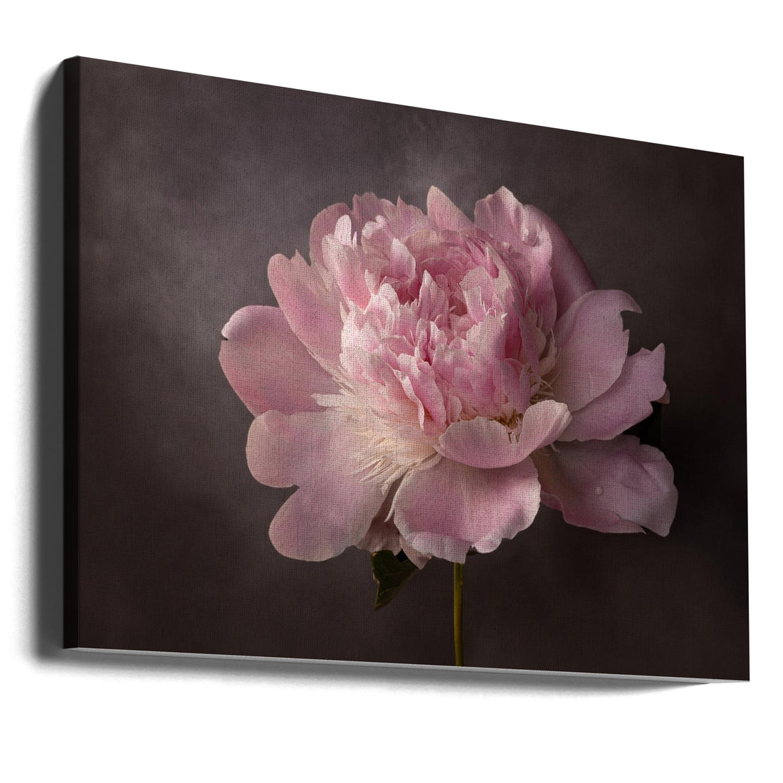 Pink Peony Bloom by Mirjam Fischer | Fresh Floral Botanical, Large Canvas Wall Art Print | Artsy Earth