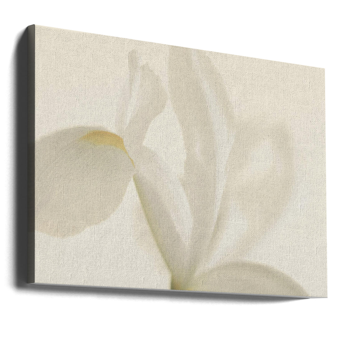 White Iris Flower Close Up by Alyson Fennell | Botanical Fine Art Photography, Large Canvas Wall Art Print | Artsy Earth