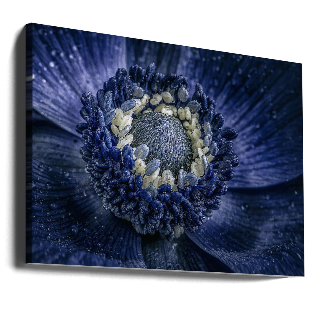 Purple Anemone by Chris Coenders | Fresh Floral Bloom, Large Canvas Wall Art Print | Artsy Earth